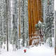Ilustración para el artículo titulado Para retratar este colosal árbol fue necesario unir 126 fotos